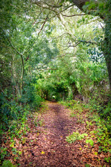 Tree covered walkway forming a tunnel through the forest