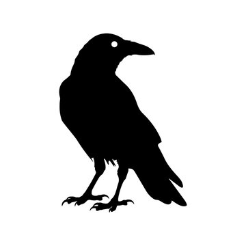 Crow raven bird vector silhouette