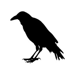Obraz premium Crow raven bird vector silhouette