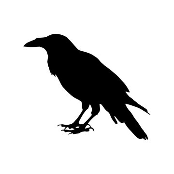 recommend clip art: Crow raven bird vector silhouette