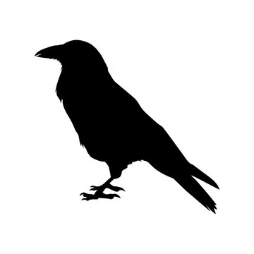 recommend clip art: Crow raven bird vector silhouette
