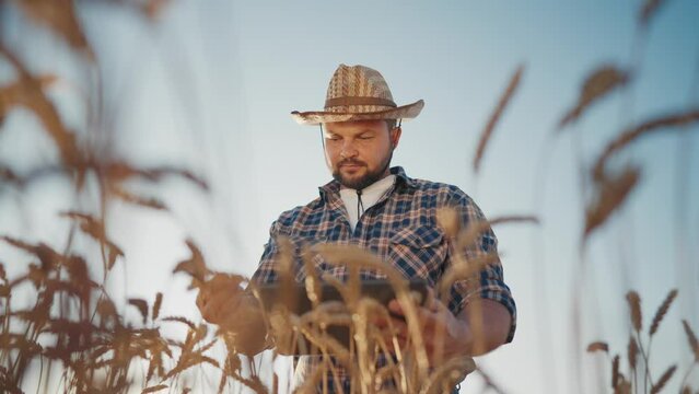 Portrait of cheerful farmer in checked shirt and hat walking in rye fields. Owner of agricultural fields admiring beauty of nature, dreaming about good harvest, organic farming in ecological areas