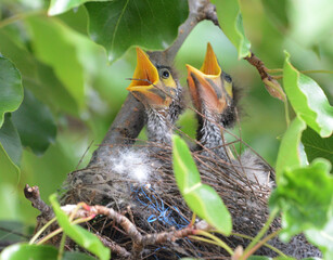 Two chicks waiting to be fed