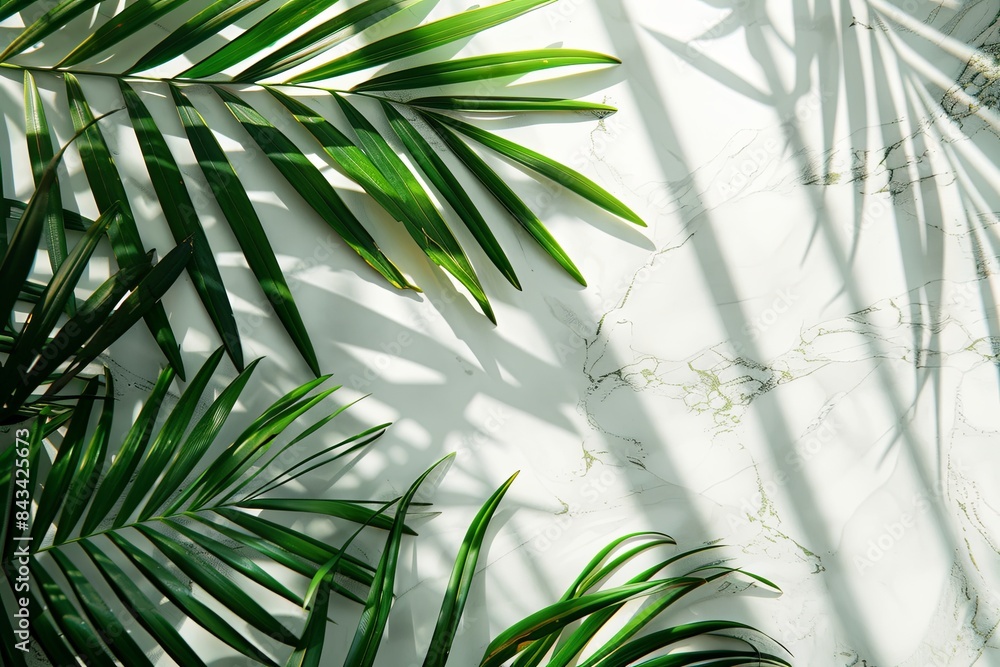 Canvas Prints Top view of tropical palm leaf shadow on a white marble background.