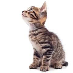 Obraz premium Playful funny kitten looking up isolated on a white background generative