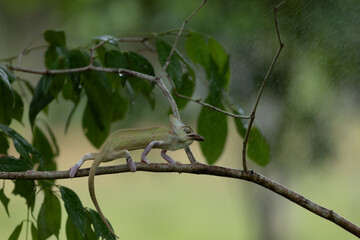 photograph of chameleon hanging in the branch