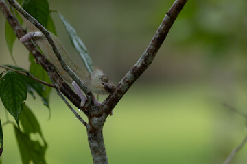 Photograph of Veiled Chameleon in the branch