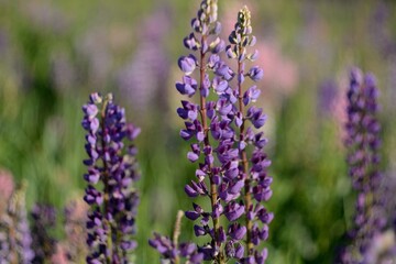 Blooming wildflowers, walking in the fields.