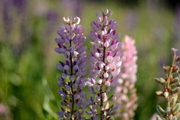 Blooming wildflowers, walking in the fields.