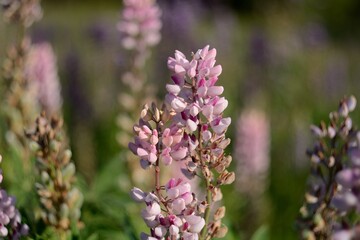 Blooming wildflowers, walking in the fields.