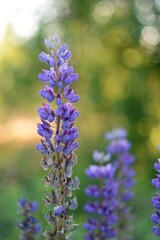 Blooming wildflowers, walking in the fields.