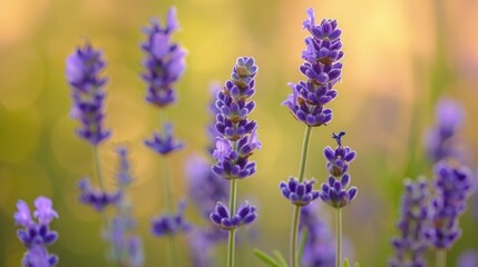 Obraz premium Blooming lavender flowers in summer with small purple blooms against a blurry natural background