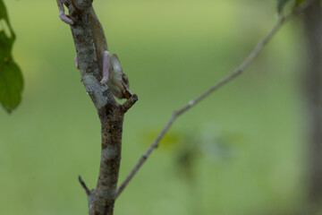 photograph of chameleon hanging in the branch