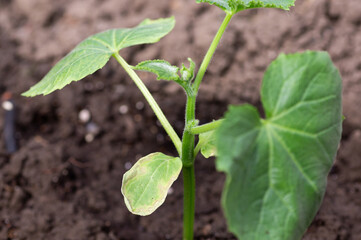 ?ucumber seedlings before planting in the bed, watering can for watering. Concept of vegetable gardening vegetable growing.