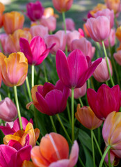 Particolare di un campo di tulipani in formato verticale