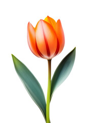 Fototapeta premium Single Orange and Pink Striped Tulip Flower on Transparent Background
