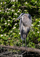 Great Blue Heron in swampy area
