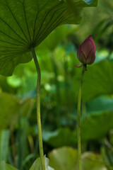 pink lotus bud