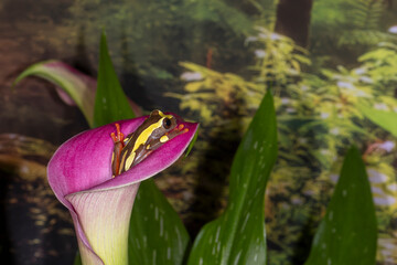 Clown Tree Frog (Dendropsophus leucophyllatus) on flower