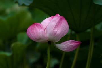 pink lotus flower
