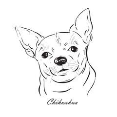 Hand drawn The head of chihuahua dog cute vector illustration.