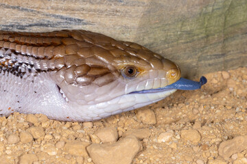 Northern Blue Tongue Skink with tongue out