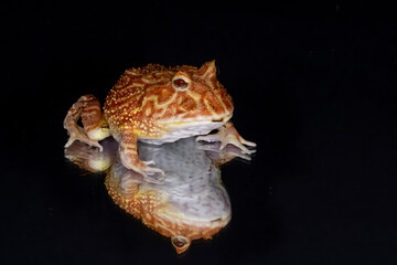 Albino pacman frog with reflection