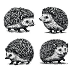 set of hedgehog illustration. hand drawn black and white hedgehog line art illustration, isolated white background