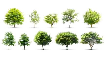 Fototapeta premium Collection of Trees isolated on a white background