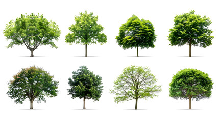 Collection of Trees isolated on a white background
