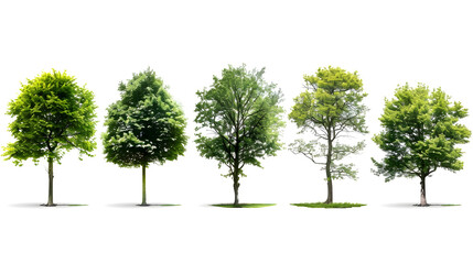 Collection of Trees isolated on a white background
