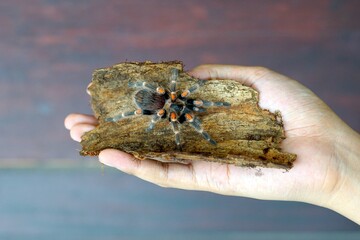 the beauty of tarantulas as pets