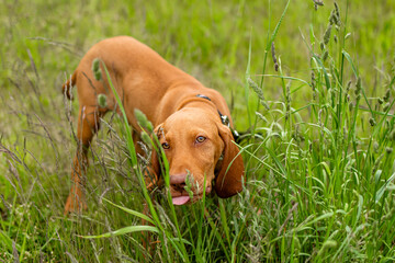 A Hungarian Vizsla puppy eating, chewing grass on green field in summer day outdoors 