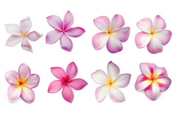 Collection of pink plumeria flowers isolated on white background