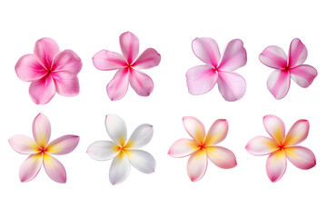 Collection of pink plumeria flowers isolated on white background