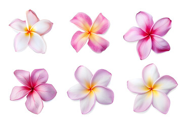 Naklejka premium Collection of pink plumeria flowers isolated on white background