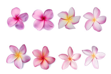 Obraz premium Collection of pink plumeria flowers isolated on white background