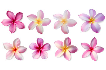 Obraz premium Collection of pink plumeria flowers isolated on white background