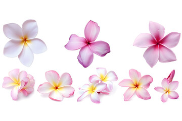Collection of pink plumeria flowers isolated on white background