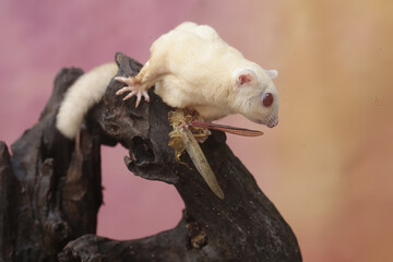 An albino sugar glider is preying on a grasshopper. This marsupial animal has the scientific name...