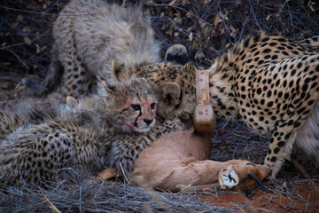 Four month old cheetah cubs, on a steenbok kill that was made minutes earlier by their mother