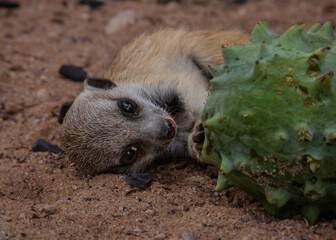 A baby meerkat, lazing about next to a garishly green Gemsbok cucumber