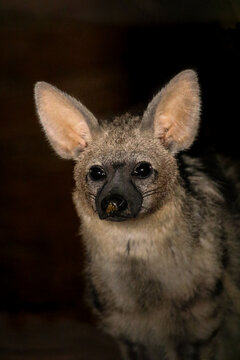 Being primarily nocturnal, burrowing, solitary and timid animals, the Aardwolf is arguably the most elusive of the hyena species. "Earthwolf" comes from them living underground and eating termites. 