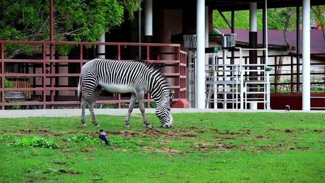 Single zebra feeding on grass in a well-maintained zoo habitat. Zebra grazing peacefully in a fenced enclosure at a conservation park. 