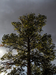Looking up into a pine tree backlit against ominous stormy sky.