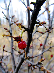 A small red wild berry on a bush in the woodlands of Bryce Canyon National