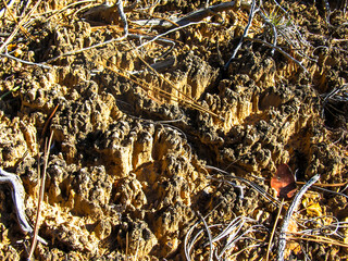 Close-up view of the knobbly texture of a living soil crust in the red canyon in Utah.
