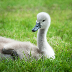 Portrait of a gray mute swan chick (Cygnus olor) lying on the grass