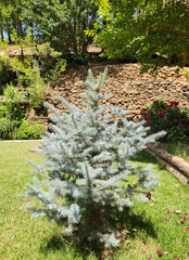 A planted seedling of the blue spruce (Picea pungens) in a park