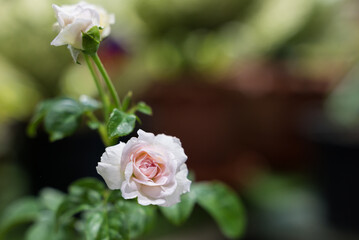 Close-up of pink rose in full bloom. The rose has velvety petals and a green stem with a few thorns. The background is blurred.
